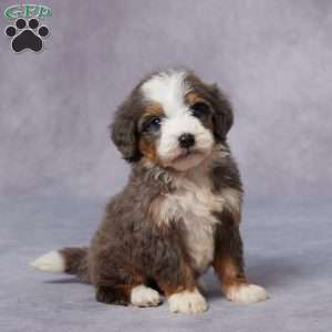 Cora, Mini Bernedoodle Puppy
